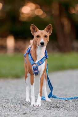 Gün batımında duran kırmızı bir Basenji portresi.