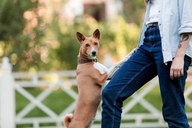 Sahibi olan Red Basenji köpeği. Kız köpeği gezdiriyor.