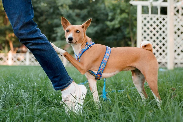 Red Basenji Dog Owner Girl Walking Dog — Stock Photo, Image