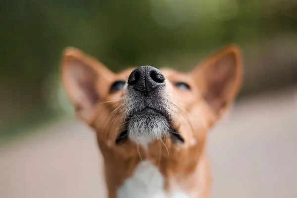 Roter Basenji Hund Mit Besitzer Mädchen Geht Hund Spazieren — Stockfoto