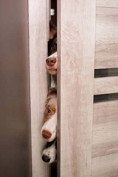 Cão Pastor Australiano Bonito Sentado Cozinha Interior Moderno — Fotografia de Stock