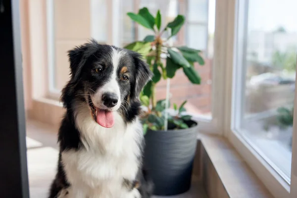 Anjing Gembala Australia Yang Lucu Duduk Dapur Interior Modern — Stok Foto