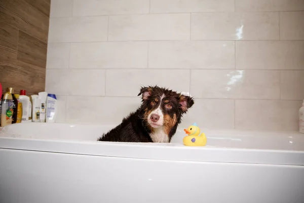 Cão Sentado Banheira Com Pato — Fotografia de Stock