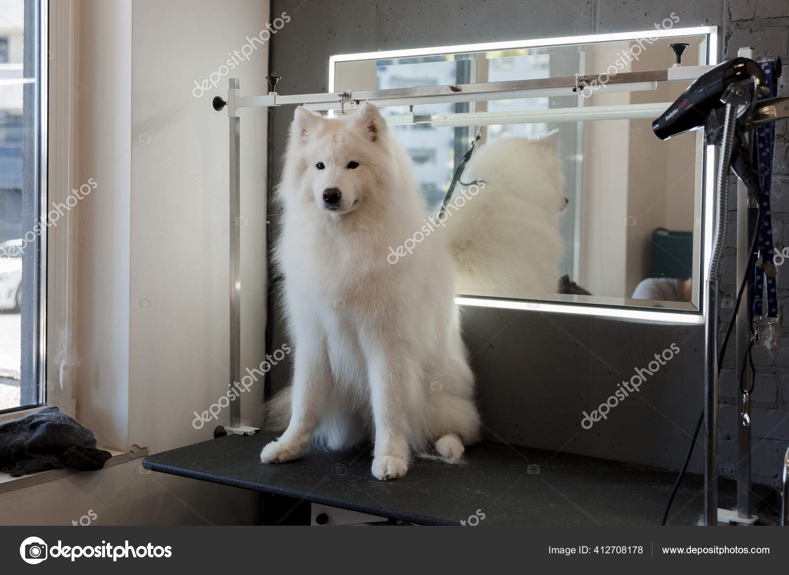 Grooming Big Dog Hair Salon Dogs Beautiful Samoyed Dog Stock Photo by ©oov 412708178 Grooming Big Dog Hair Salon Dogs Beautiful Samoyed Dog Stock Photo by ©oov 412708178