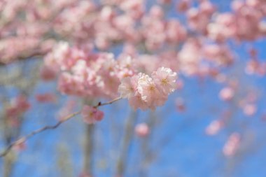 Bahar çiçeği arka planı. Çiçek açan ağaç ve güneş ışığıyla güzel bir doğa sahnesi. Güneşli bir gün. Bahar çiçekleri. Güzel meyve bahçesi. Bulanık arkaplan. İlkbahar