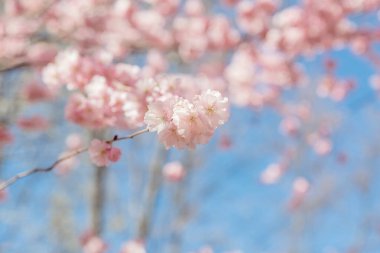Bahar çiçeği arka planı. Çiçek açan ağaç ve güneş ışığıyla güzel bir doğa sahnesi. Güneşli bir gün. Bahar çiçekleri. Güzel meyve bahçesi. Bulanık arkaplan. İlkbahar