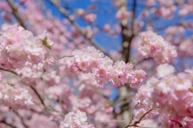 Bahar çiçeği arka planı. Çiçek açan ağaç ve güneş ışığıyla güzel bir doğa sahnesi. Güneşli bir gün. Bahar çiçekleri. Güzel meyve bahçesi. Bulanık arkaplan. İlkbahar