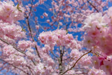 Bahar çiçeği arka planı. Çiçek açan ağaç ve güneş ışığıyla güzel bir doğa sahnesi. Güneşli bir gün. Bahar çiçekleri. Güzel meyve bahçesi. Bulanık arkaplan. İlkbahar