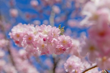 Bahar çiçeği arka planı. Çiçek açan ağaç ve güneş ışığıyla güzel bir doğa sahnesi. Güneşli bir gün. Bahar çiçekleri. Güzel meyve bahçesi. Bulanık arkaplan. İlkbahar