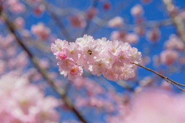 Bahar çiçeği arka planı. Çiçek açan ağaç ve güneş ışığıyla güzel bir doğa sahnesi. Güneşli bir gün. Bahar çiçekleri. Güzel meyve bahçesi. Bulanık arkaplan. İlkbahar