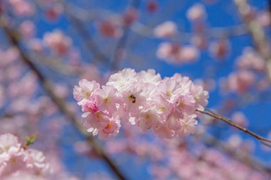 Bahar çiçeği arka planı. Çiçek açan ağaç ve güneş ışığıyla güzel bir doğa sahnesi. Güneşli bir gün. Bahar çiçekleri. Güzel meyve bahçesi. Bulanık arkaplan. İlkbahar