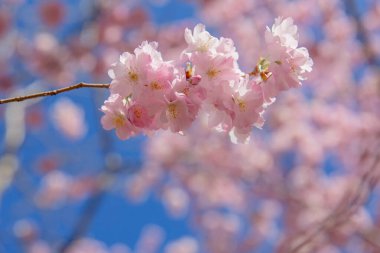 Bahar çiçeği arka planı. Çiçek açan ağaç ve güneş ışığıyla güzel bir doğa sahnesi. Güneşli bir gün. Bahar çiçekleri. Güzel meyve bahçesi. Bulanık arkaplan. İlkbahar