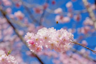 Bahar çiçeği arka planı. Çiçek açan ağaç ve güneş ışığıyla güzel bir doğa sahnesi. Güneşli bir gün. Bahar çiçekleri. Güzel meyve bahçesi. Bulanık arkaplan. İlkbahar