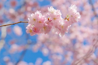 Bahar çiçeği arka planı. Çiçek açan ağaç ve güneş ışığıyla güzel bir doğa sahnesi. Güneşli bir gün. Bahar çiçekleri. Güzel meyve bahçesi. Bulanık arkaplan. İlkbahar