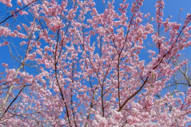 Bahar çiçeği arka planı. Çiçek açan ağaç ve güneş ışığıyla güzel bir doğa sahnesi. Güneşli bir gün. Bahar çiçekleri. Güzel meyve bahçesi. Bulanık arkaplan. İlkbahar