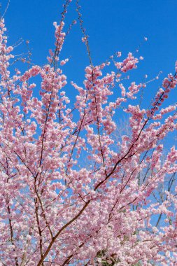 Bahar çiçeği arka planı. Çiçek açan ağaç ve güneş ışığıyla güzel bir doğa sahnesi. Güneşli bir gün. Bahar çiçekleri. Güzel meyve bahçesi. Bulanık arkaplan. İlkbahar