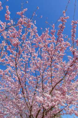 Bahar çiçeği arka planı. Çiçek açan ağaç ve güneş ışığıyla güzel bir doğa sahnesi. Güneşli bir gün. Bahar çiçekleri. Güzel meyve bahçesi. Bulanık arkaplan. İlkbahar