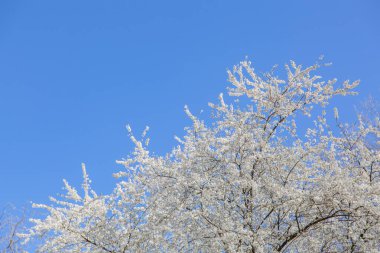 Bahar çiçeği arka planı. Çiçek açan ağaç ve güneş ışığıyla güzel bir doğa sahnesi. Güneşli bir gün. Bahar çiçekleri. Güzel meyve bahçesi. Bulanık arkaplan. İlkbahar