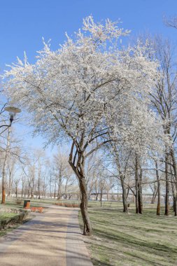Bahar çiçeği arka planı. Çiçek açan ağaç ve güneş ışığıyla güzel bir doğa sahnesi. Güneşli bir gün. Bahar çiçekleri. Güzel meyve bahçesi. Bulanık arkaplan. İlkbahar
