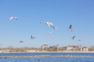 Gökyüzüne karşı uçan martılar.