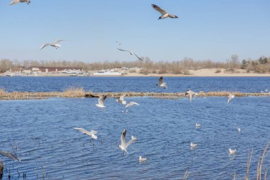 Gökyüzüne karşı uçan martılar.