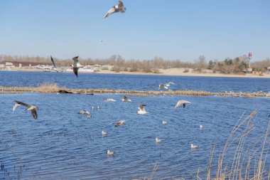 Gökyüzüne karşı uçan martılar.