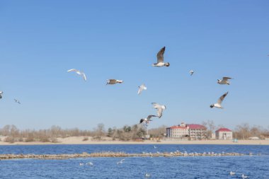 Gökyüzüne karşı uçan martılar.