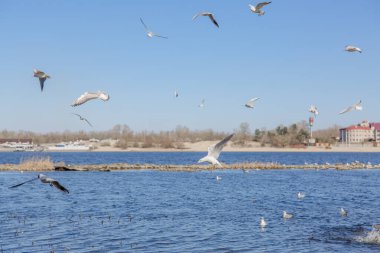 Gökyüzüne karşı uçan martılar.