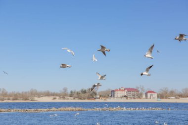 Gökyüzüne karşı uçan martılar.