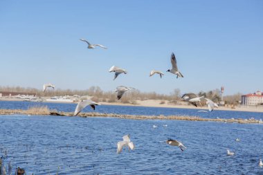 Gökyüzüne karşı uçan martılar.
