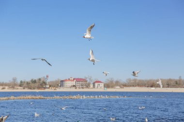Gökyüzüne karşı uçan martılar.