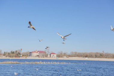 Gökyüzüne karşı uçan martılar.