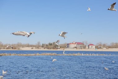 Gökyüzüne karşı uçan martılar.