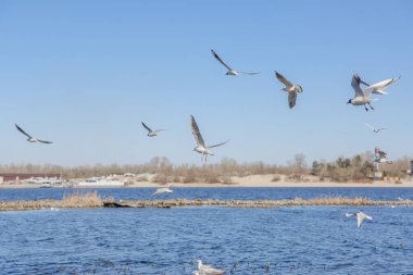 Gökyüzüne karşı uçan martılar.
