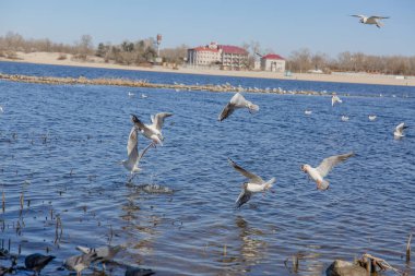 Gökyüzüne karşı uçan martılar.