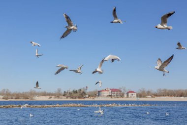 Gökyüzüne karşı uçan martılar.