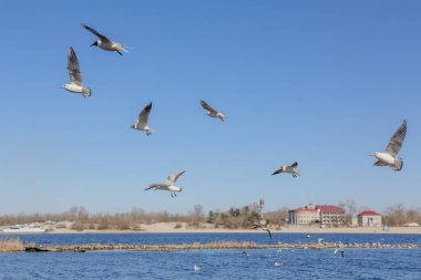 Gökyüzüne karşı uçan martılar.