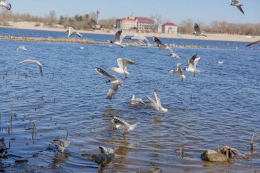 Gökyüzüne karşı uçan martılar.