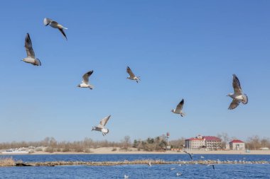 Gökyüzüne karşı uçan martılar.