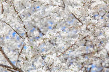 Bahar çiçeği arka planı. Çiçek açan ağaç ve güneş ışığıyla güzel bir doğa sahnesi. Güneşli bir gün. Bahar çiçekleri. Güzel meyve bahçesi. Bulanık arkaplan. İlkbahar