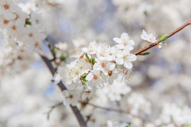 Bahar çiçeği arka planı. Çiçek açan ağaç ve güneş ışığıyla güzel bir doğa sahnesi. Güneşli bir gün. Bahar çiçekleri. Güzel meyve bahçesi. Bulanık arkaplan. İlkbahar