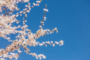 Bahar çiçeği arka planı. Çiçek açan ağaç ve güneş ışığıyla güzel bir doğa sahnesi. Güneşli bir gün. Bahar çiçekleri. Güzel meyve bahçesi. Bulanık arkaplan. İlkbahar
