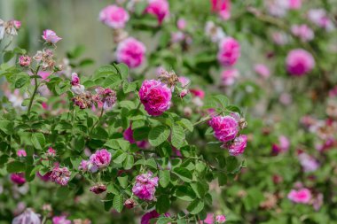 Çalılıklarda açan pembe çiçekler, mini güller