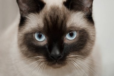 Siyam kedisi. Siyah beyaz steyşın kedi. Uzayı kopyala Pisi pisi..