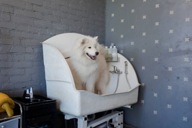 Kuaförde köpekler için büyük bir köpek yetiştiriyorum. Güzel samoed köpek.