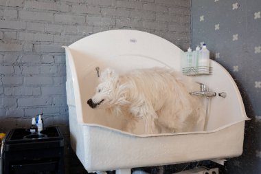 Kuaförde köpekler için büyük bir köpek yetiştiriyorum. Güzel samoed köpek.