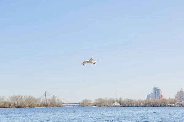 Möwen Flug Gegen Den Himmel — Stockfoto