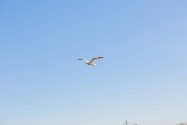 Чайки Польоті Проти Неба — стокове фото
