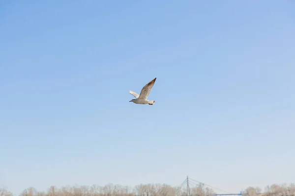 Чайки Польоті Проти Неба — стокове фото