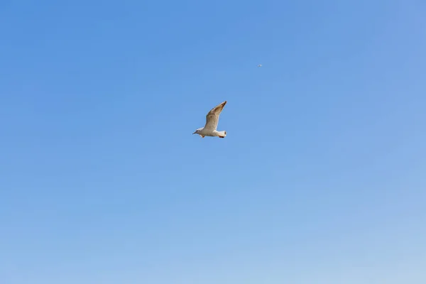 Seagulls Flight Sky — Stock Photo, Image